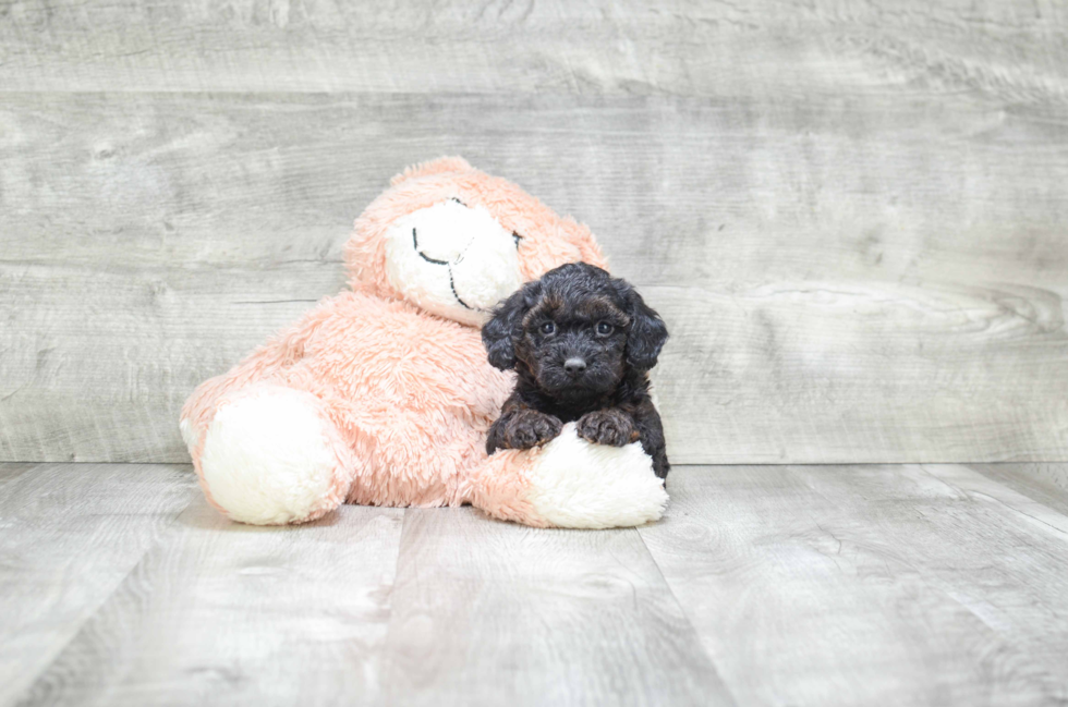 Yorkie Poo Pup Being Cute