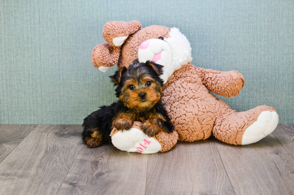 Meet Goldie - our Yorkshire Terrier Puppy Photo 