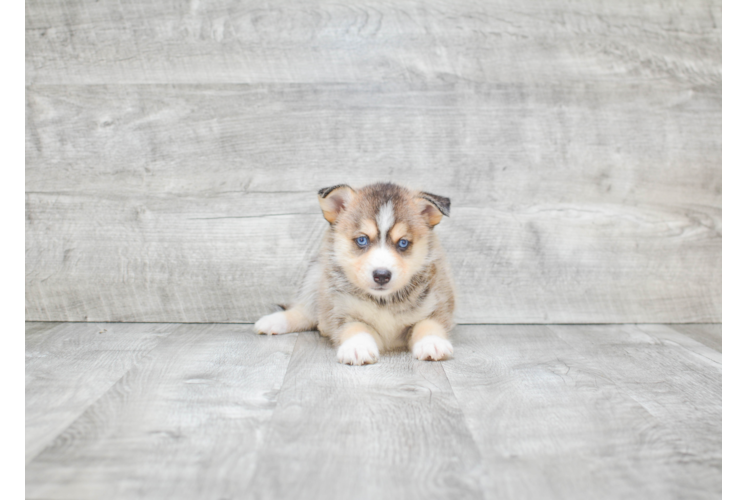 Smart Pomsky Designer Pup