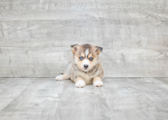 Smart Pomsky Designer Pup