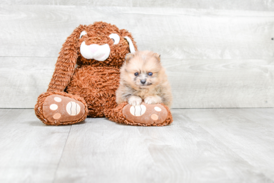 Friendly Pomeranian Purebred Pup