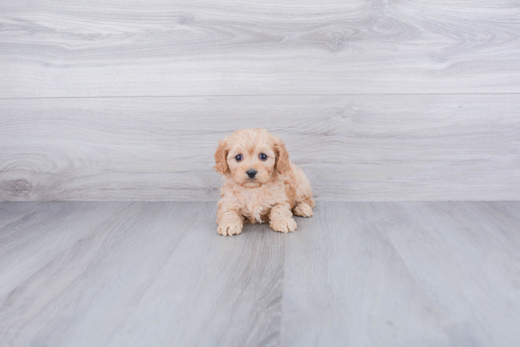 Little Cavoodle Poodle Mix Puppy