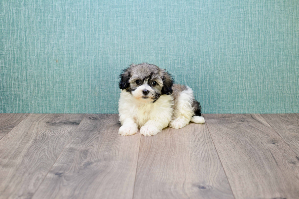 Havanese Puppy for Adoption