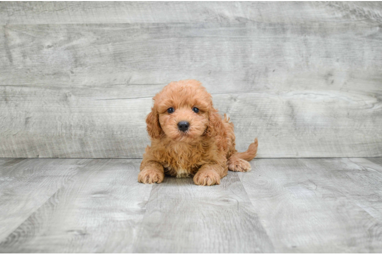 Cavapoo Pup Being Cute