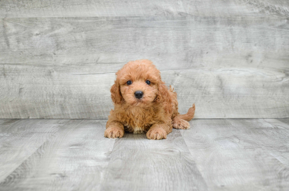 Cavapoo Pup Being Cute