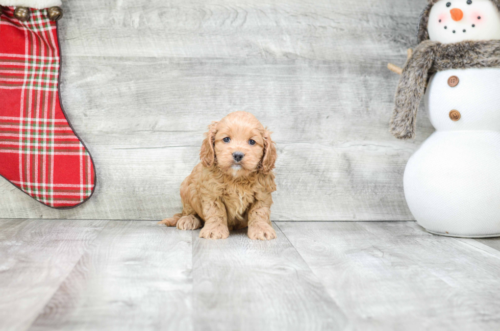 Cockapoo Puppy for Adoption