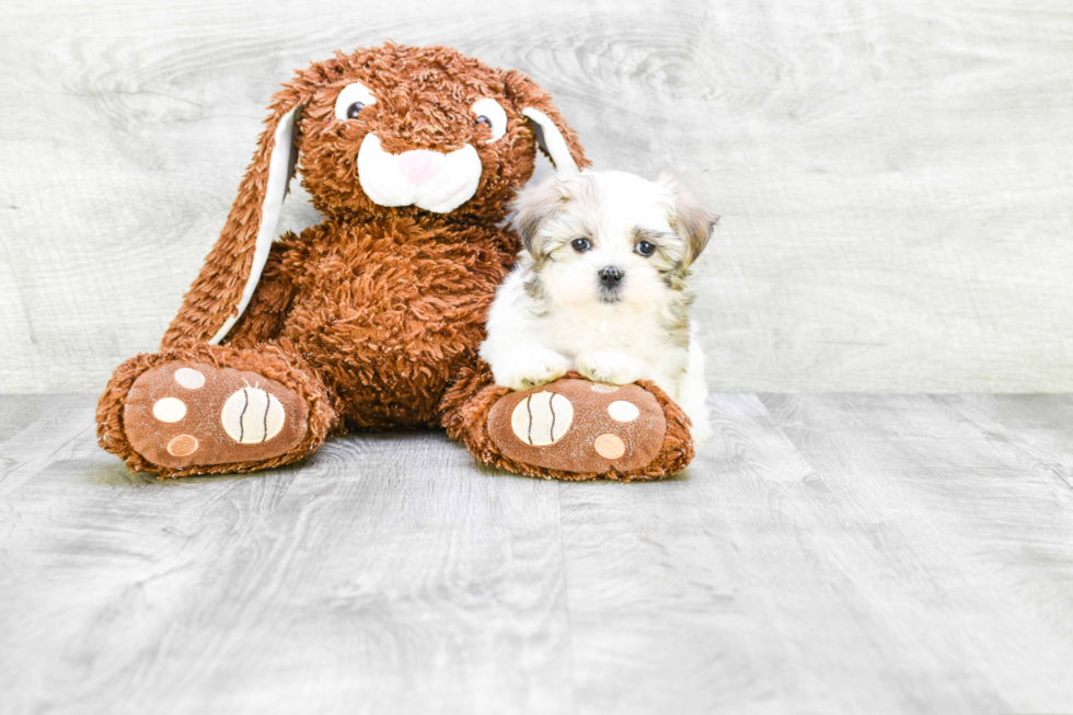 Smart Teddy Bear Designer Pup