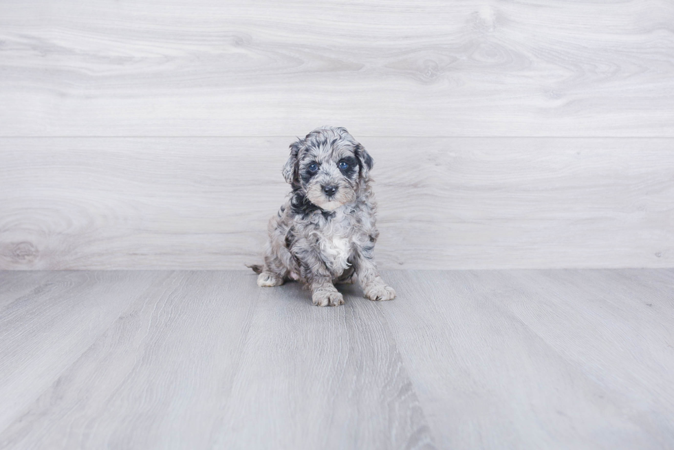 Energetic Golden Retriever Poodle Mix Puppy