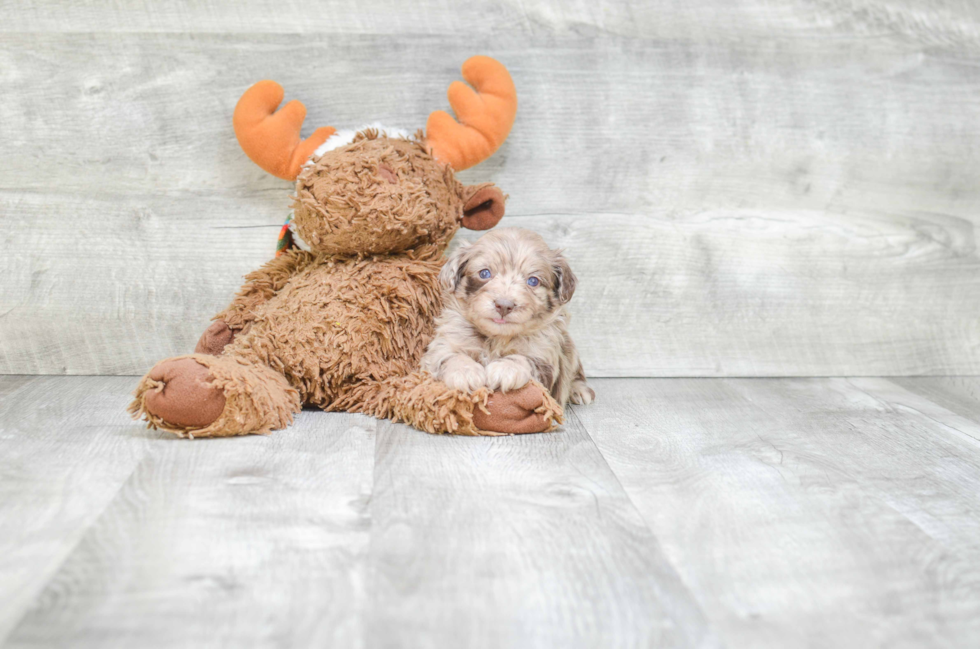 Sweet Mini Aussiedoodle Baby