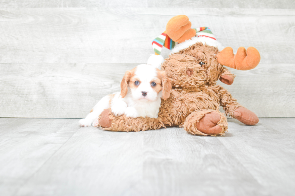 Hypoallergenic Cavalier King Charles Spaniel Purebred Pup