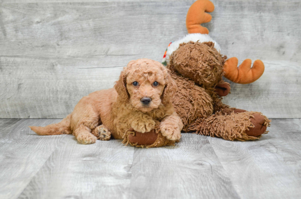 Best Mini Goldendoodle Baby