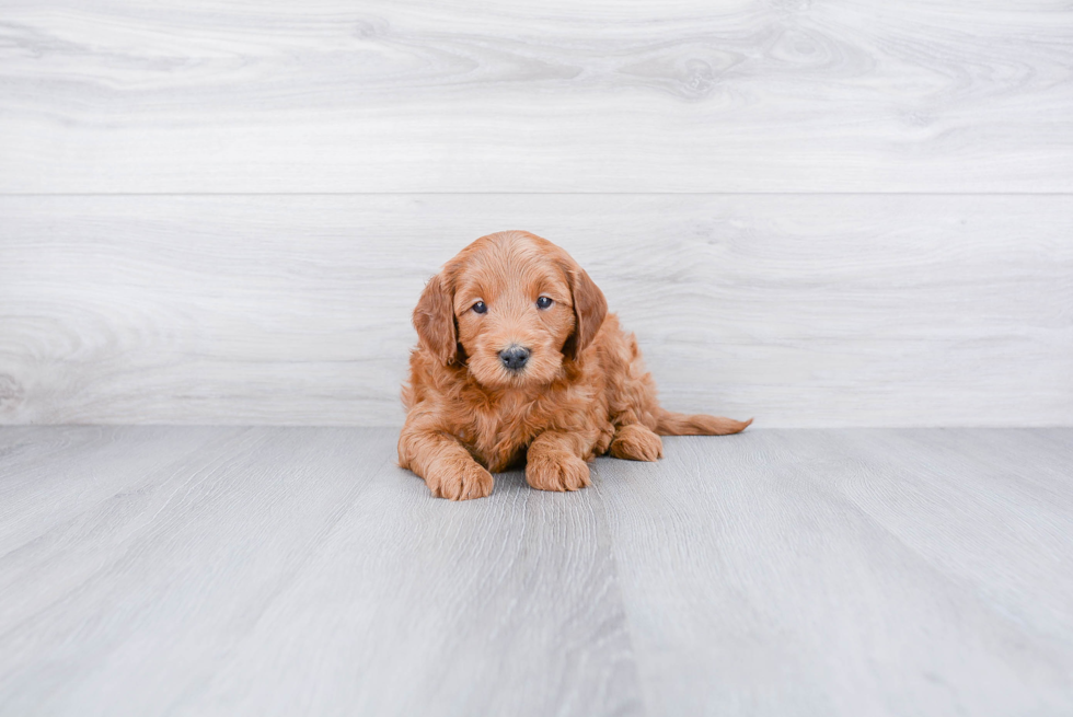 Petite Mini Goldendoodle Poodle Mix Pup