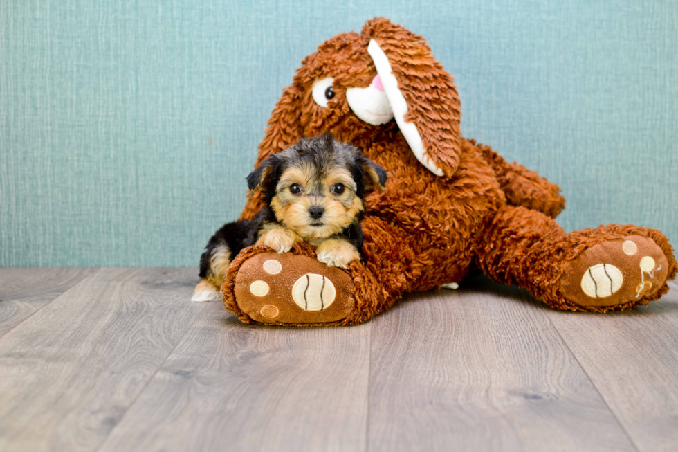 Friendly Morkie Baby