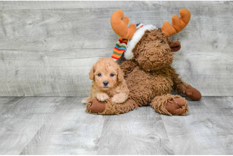 Poodle Puppy for Adoption