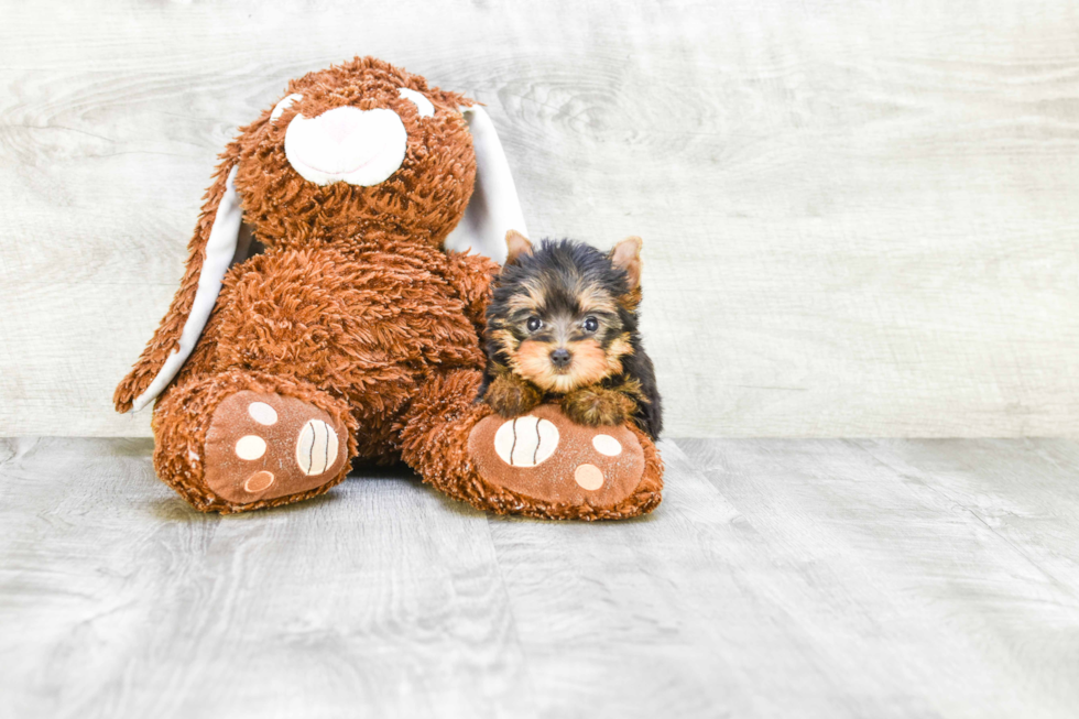 Meet Nugget - our Yorkshire Terrier Puppy Photo 