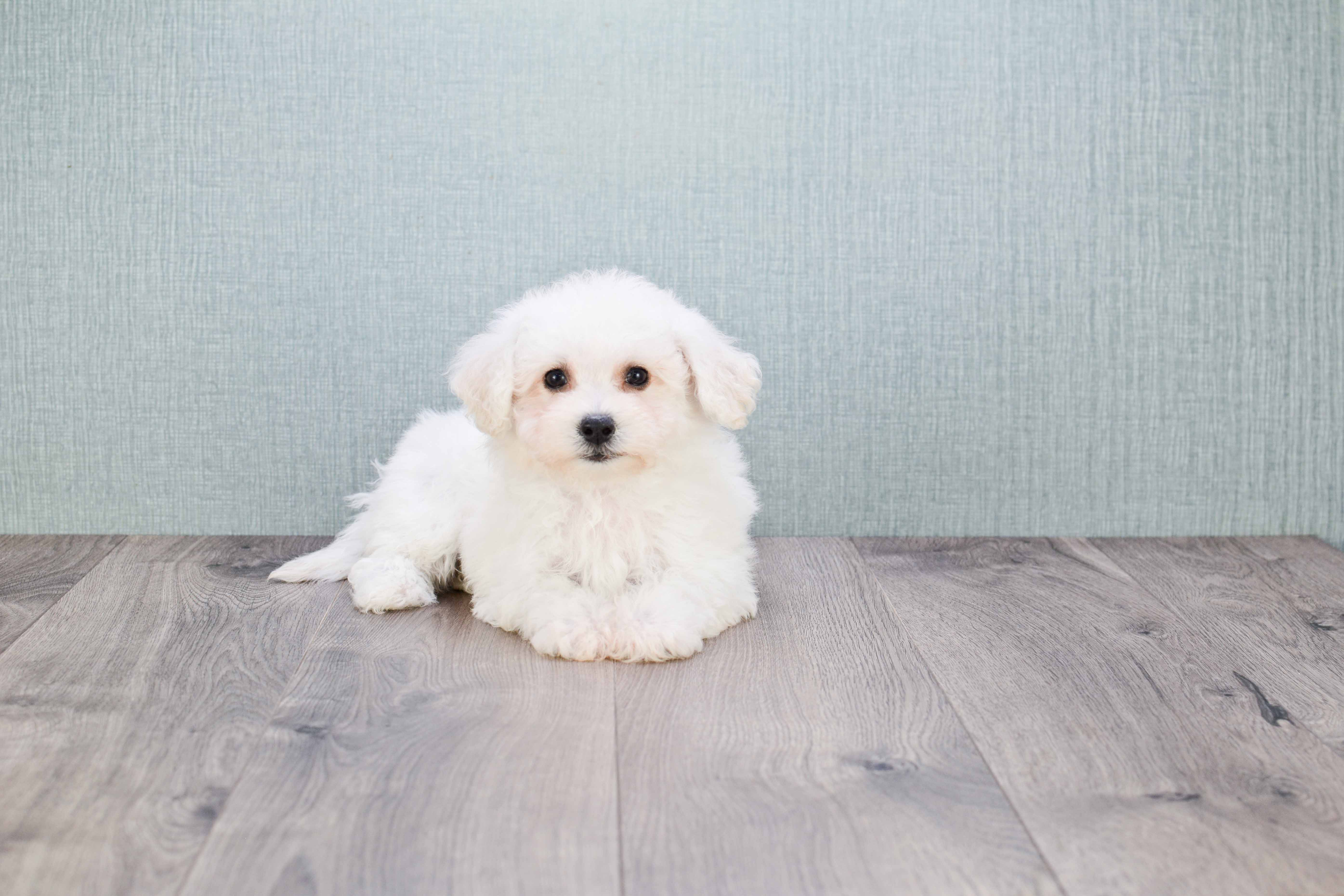Bichon Frise Puppy for Adoption