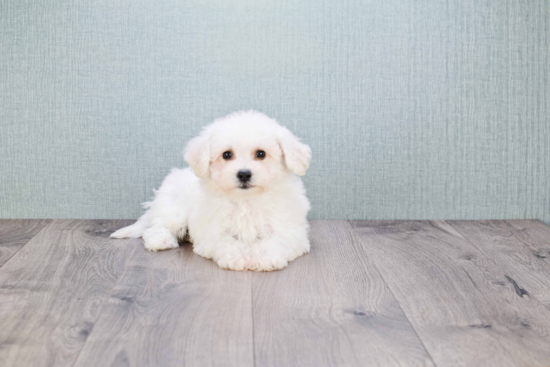 Bichon Frise Puppy for Adoption