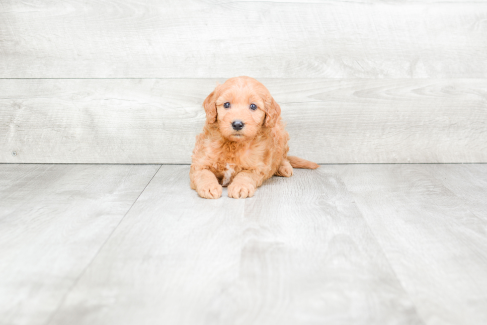 Mini Goldendoodle Pup Being Cute