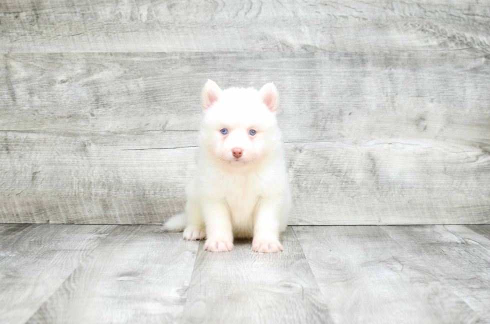 Smart Pomsky Designer Pup