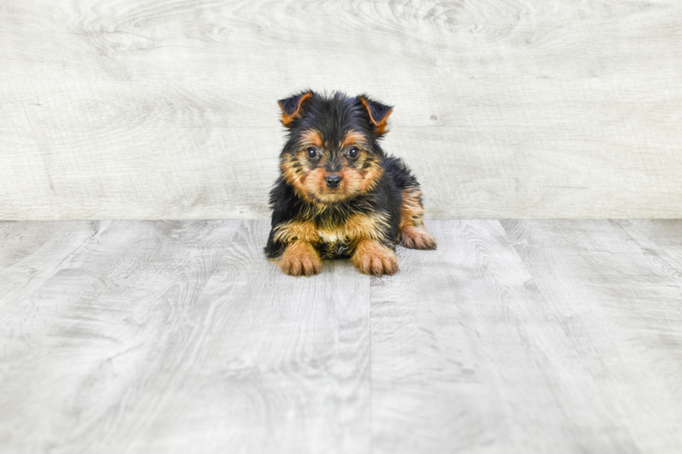 Meet Izzie - our Yorkshire Terrier Puppy Photo 