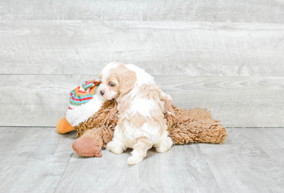 Small Cavapoo Baby