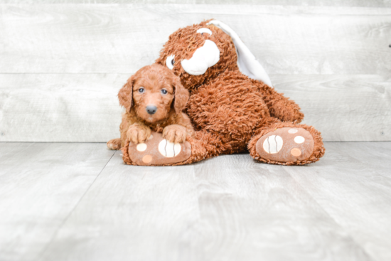 Best Mini Goldendoodle Baby