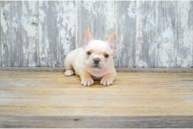 Best French Bulldog Baby