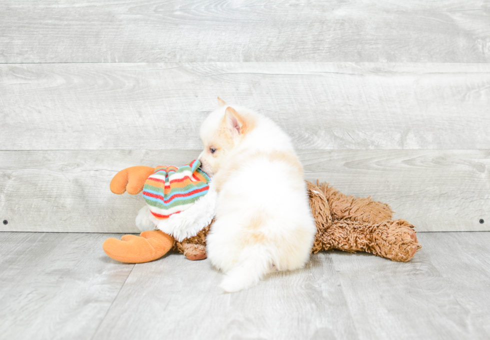 Pomsky Pup Being Cute