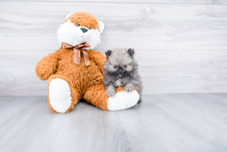 Hypoallergenic Pomeranian Purebred Pup