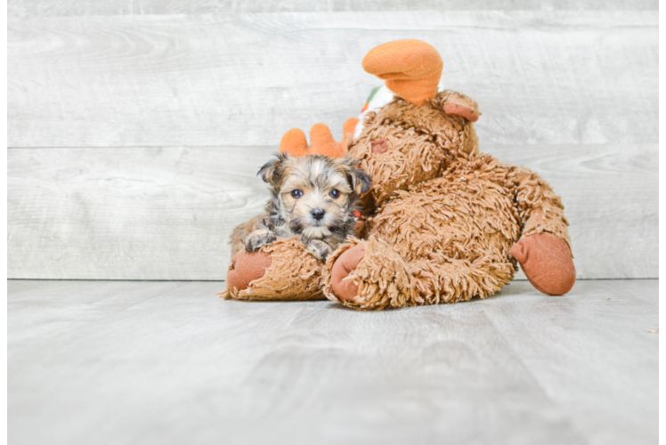 Morkie Pup Being Cute