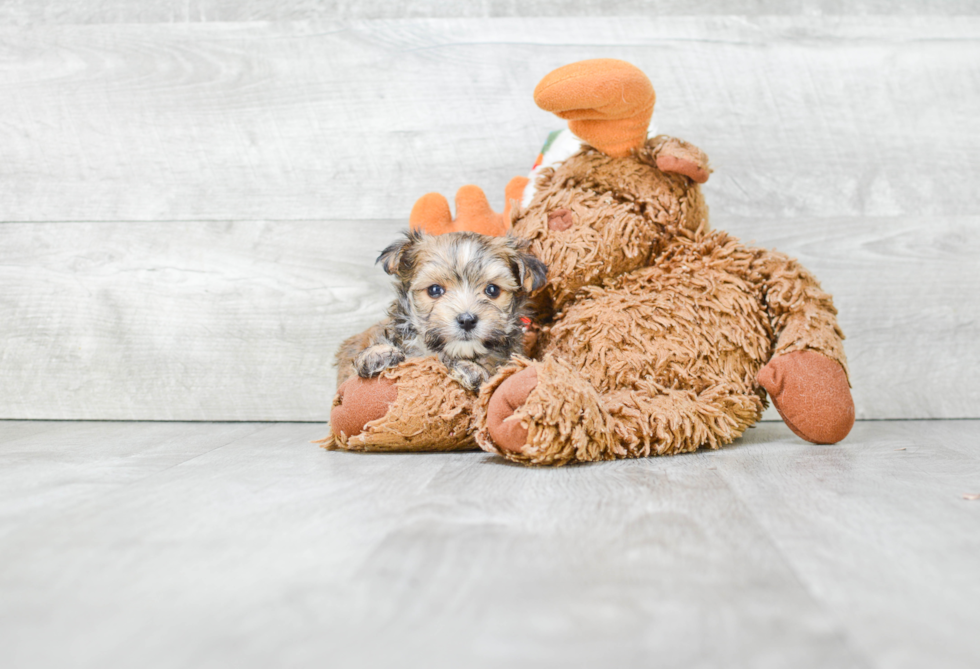 Morkie Pup Being Cute