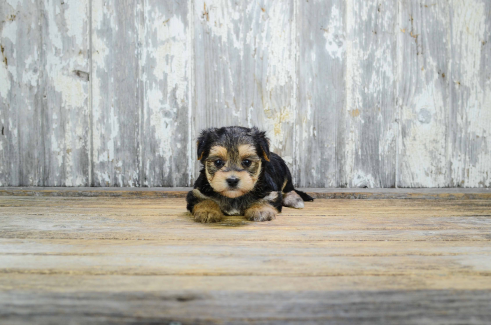 Morkie Puppy for Adoption