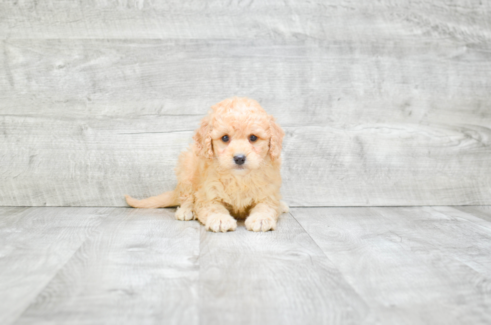 Playful Golden Retriever Poodle Mix Puppy