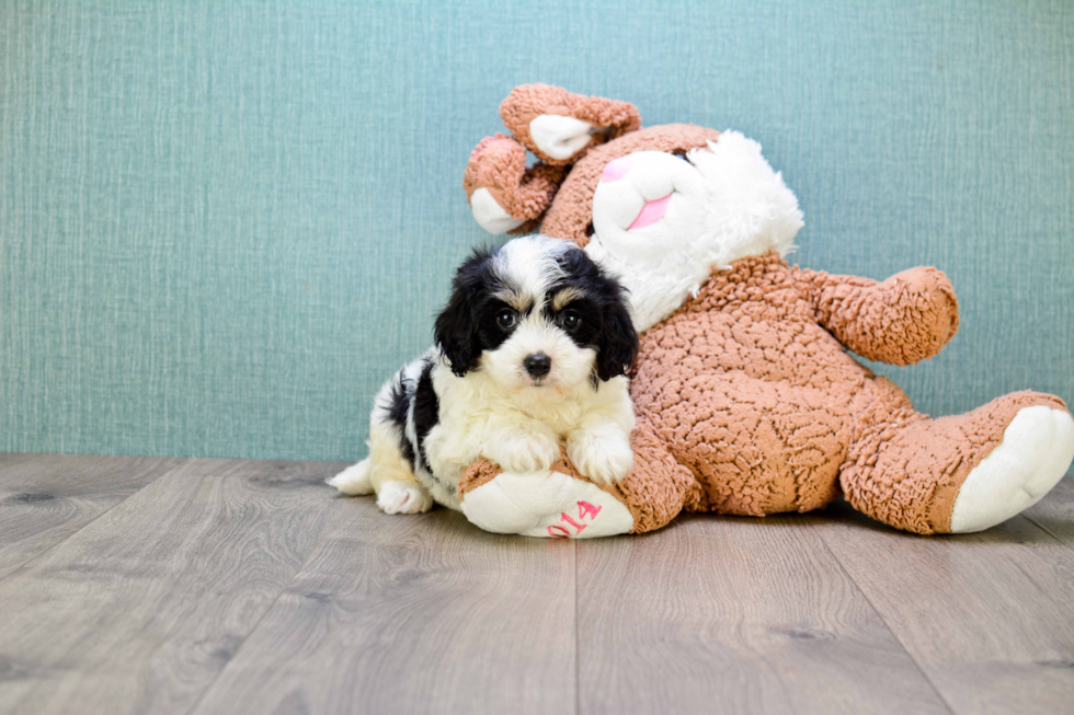 Playful Cavalier Designer Puppy