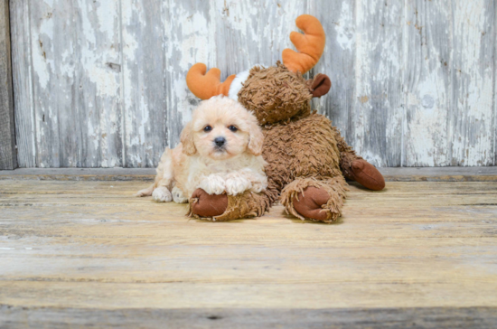 Little Cavoodle Poodle Mix Puppy