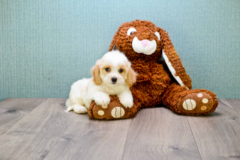 Best Cavachon Baby