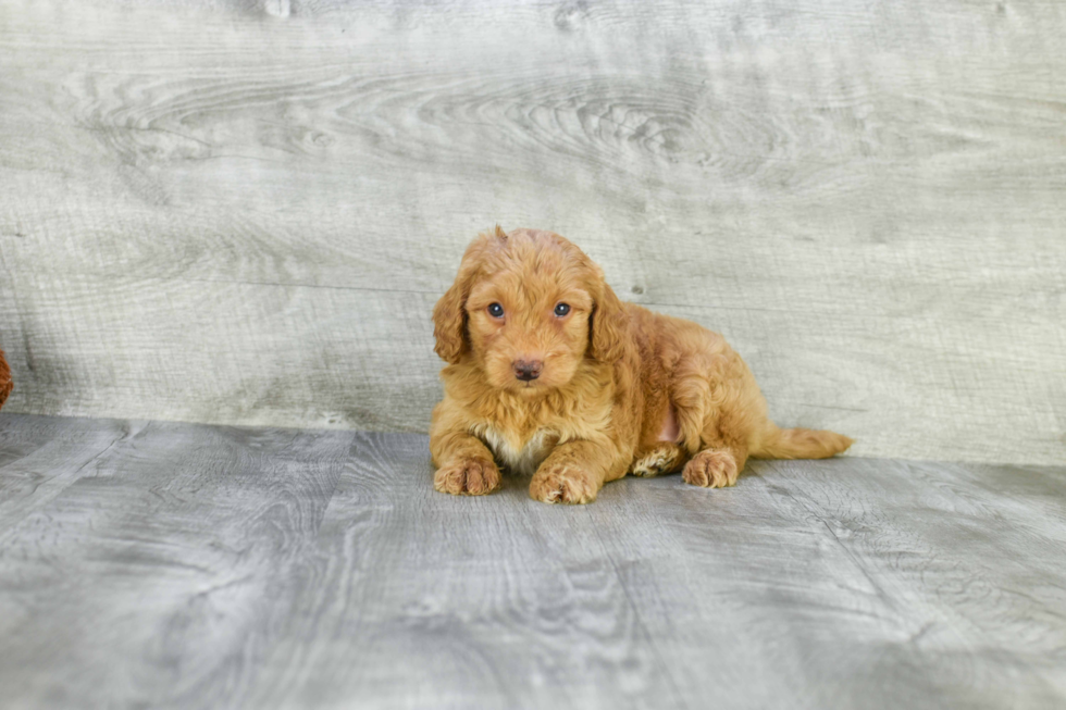 Fluffy Mini Goldendoodle Poodle Mix Pup