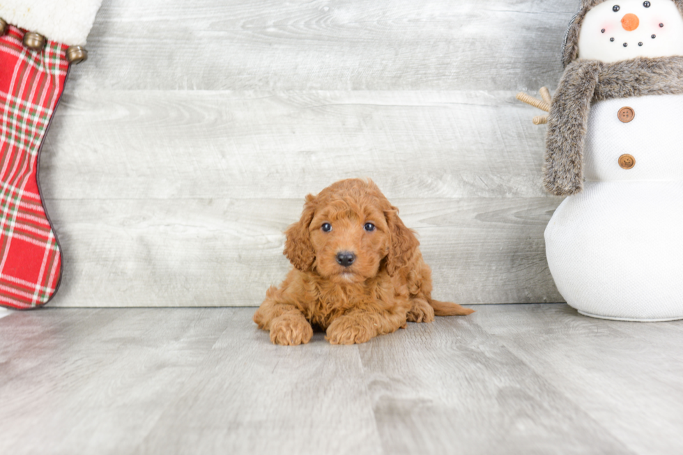 Mini Goldendoodle Puppy for Adoption