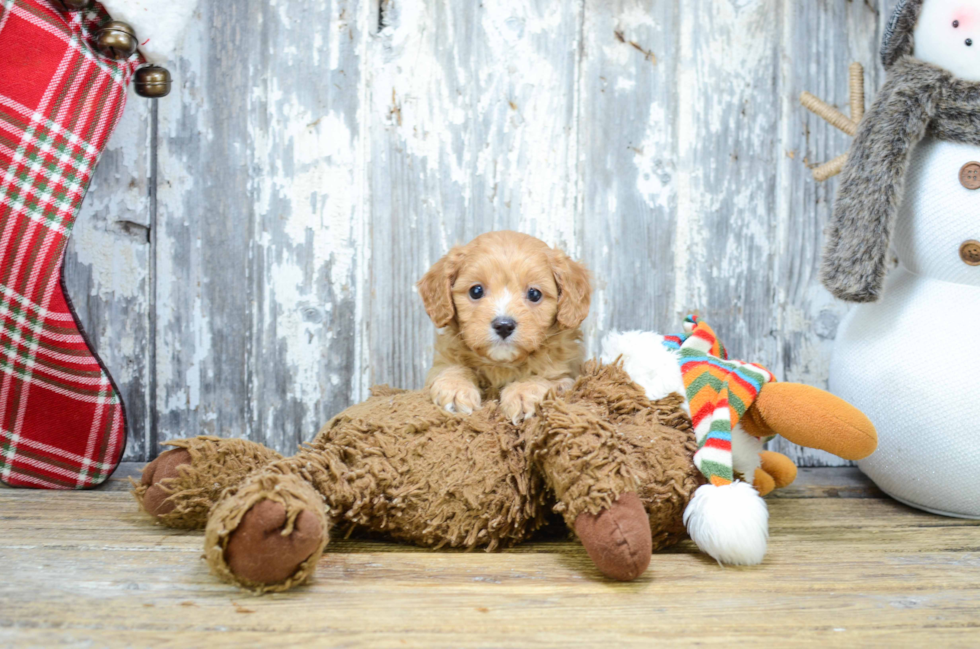 Cavapoo Puppy for Adoption