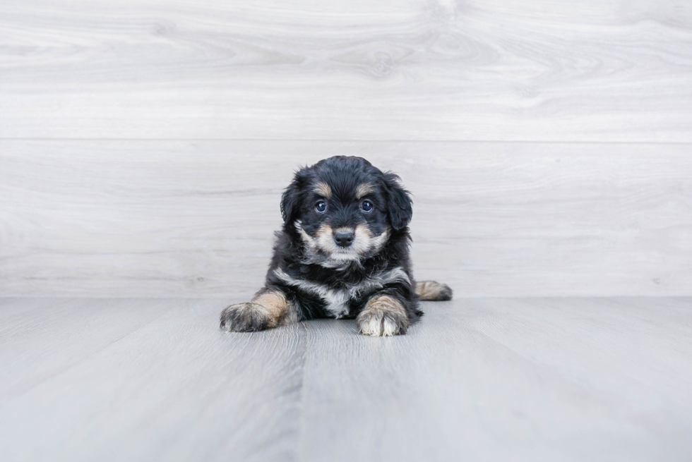 Mini Aussiedoodle Puppy for Adoption