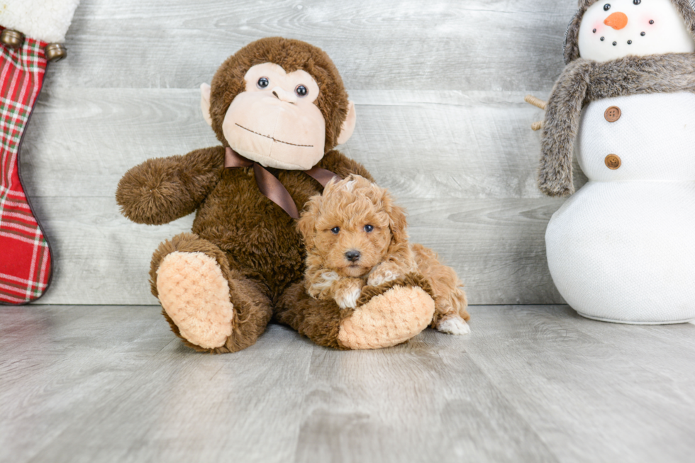 Maltipoo Puppy for Adoption