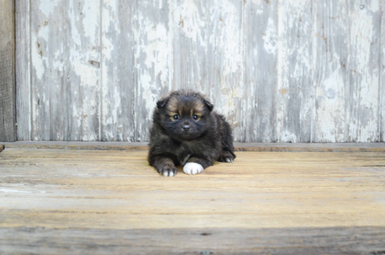 Petite Pomeranian Purebred Puppy