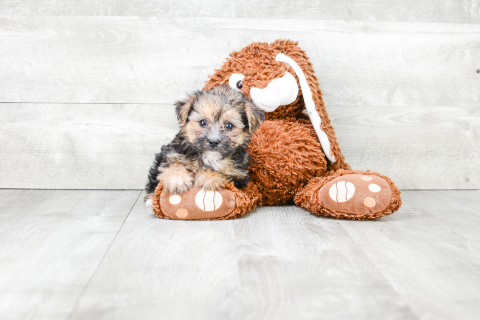 Morkie Puppy for Adoption