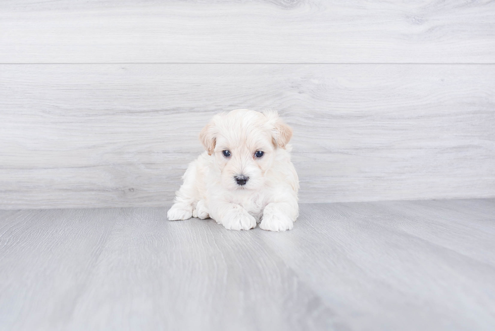 Funny Maltipoo Poodle Mix Pup