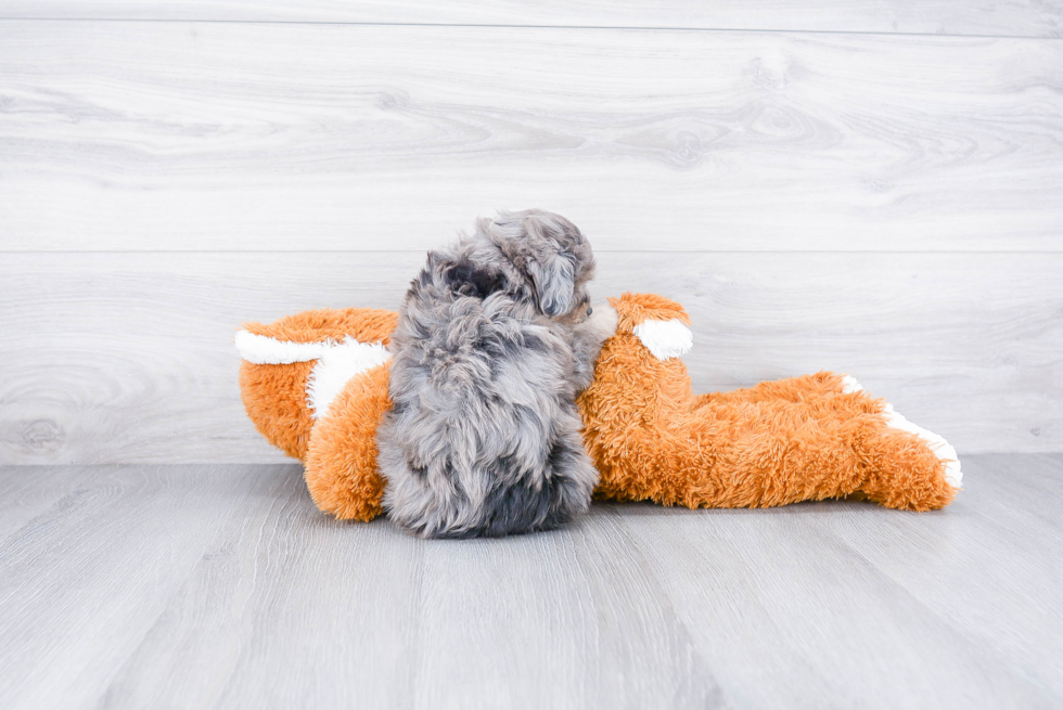 Mini Aussiedoodle Puppy for Adoption