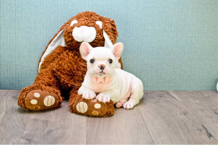 French Bulldog Pup Being Cute