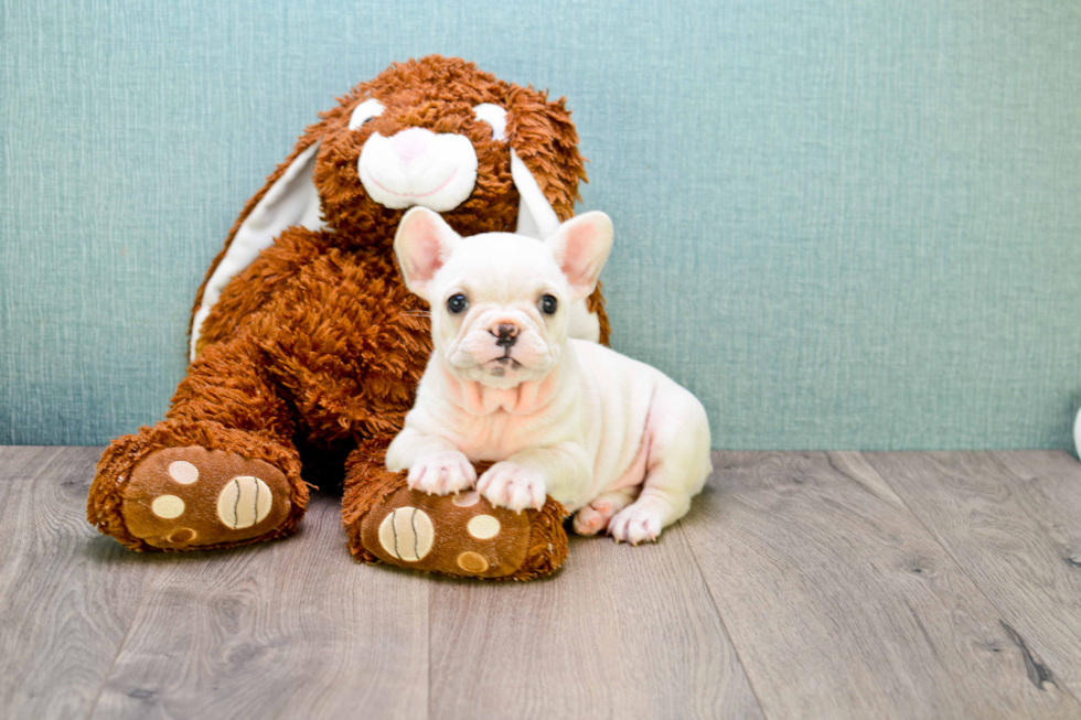 French Bulldog Pup Being Cute