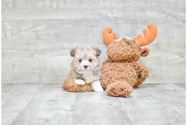 Best Havanese Baby