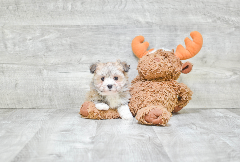 Best Havanese Baby