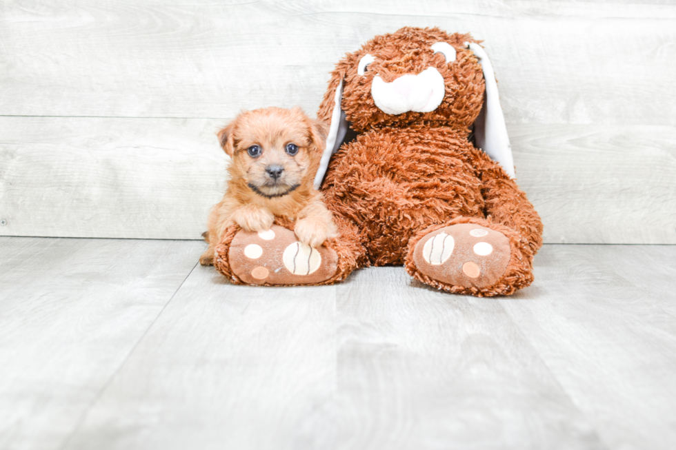 Fluffy Morkie Designer Pup